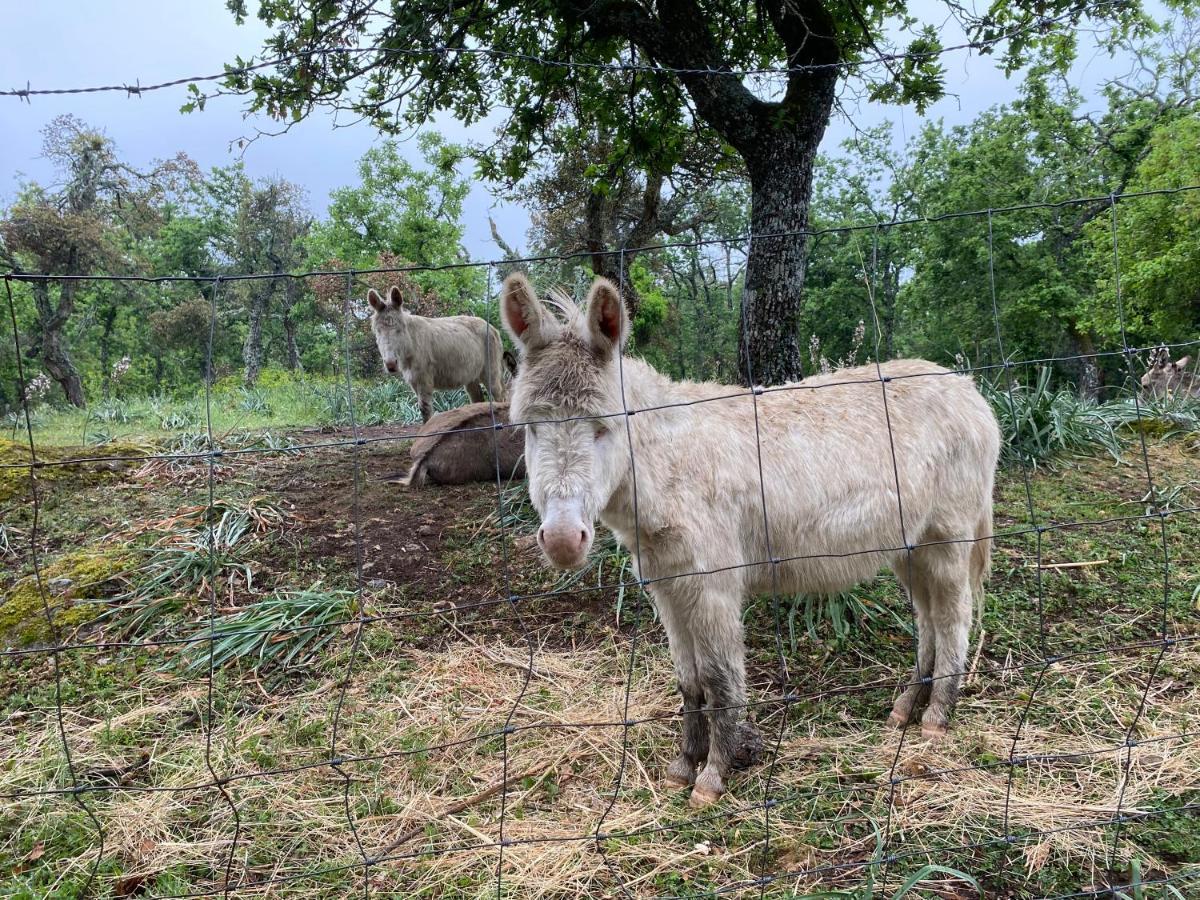 Agriturismo Pranu Sorgono ภายนอก รูปภาพ