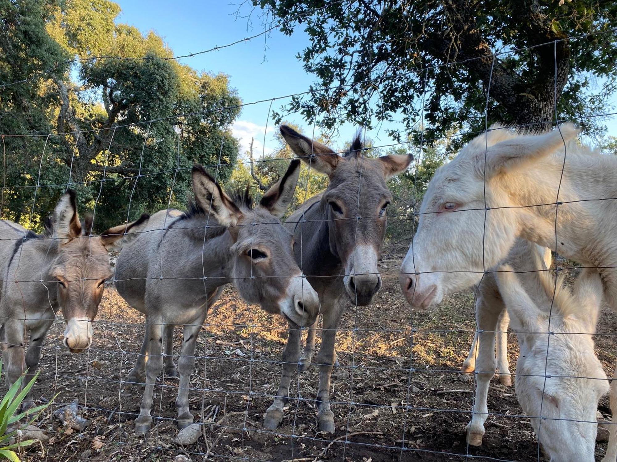 Agriturismo Pranu Sorgono ภายนอก รูปภาพ